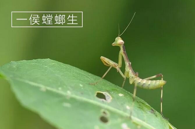 东方易元洗髓功