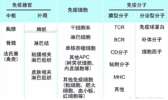 东方易元洗髓功