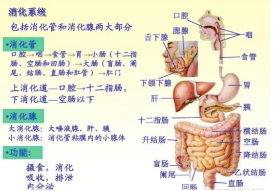 东方易元洗髓功