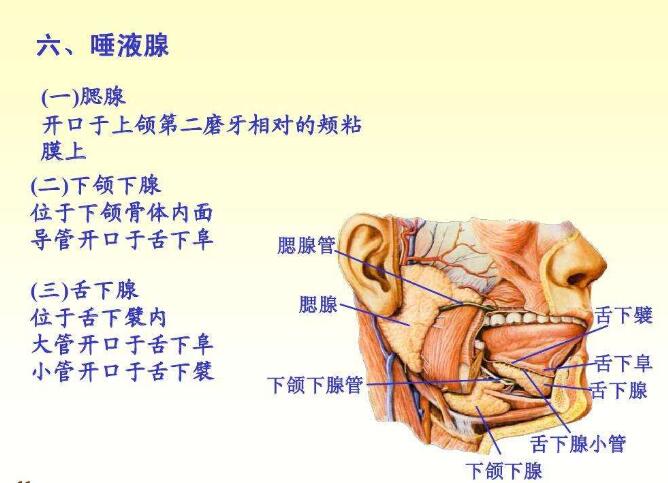 东方易元教你真实有用的养肾小技巧~~